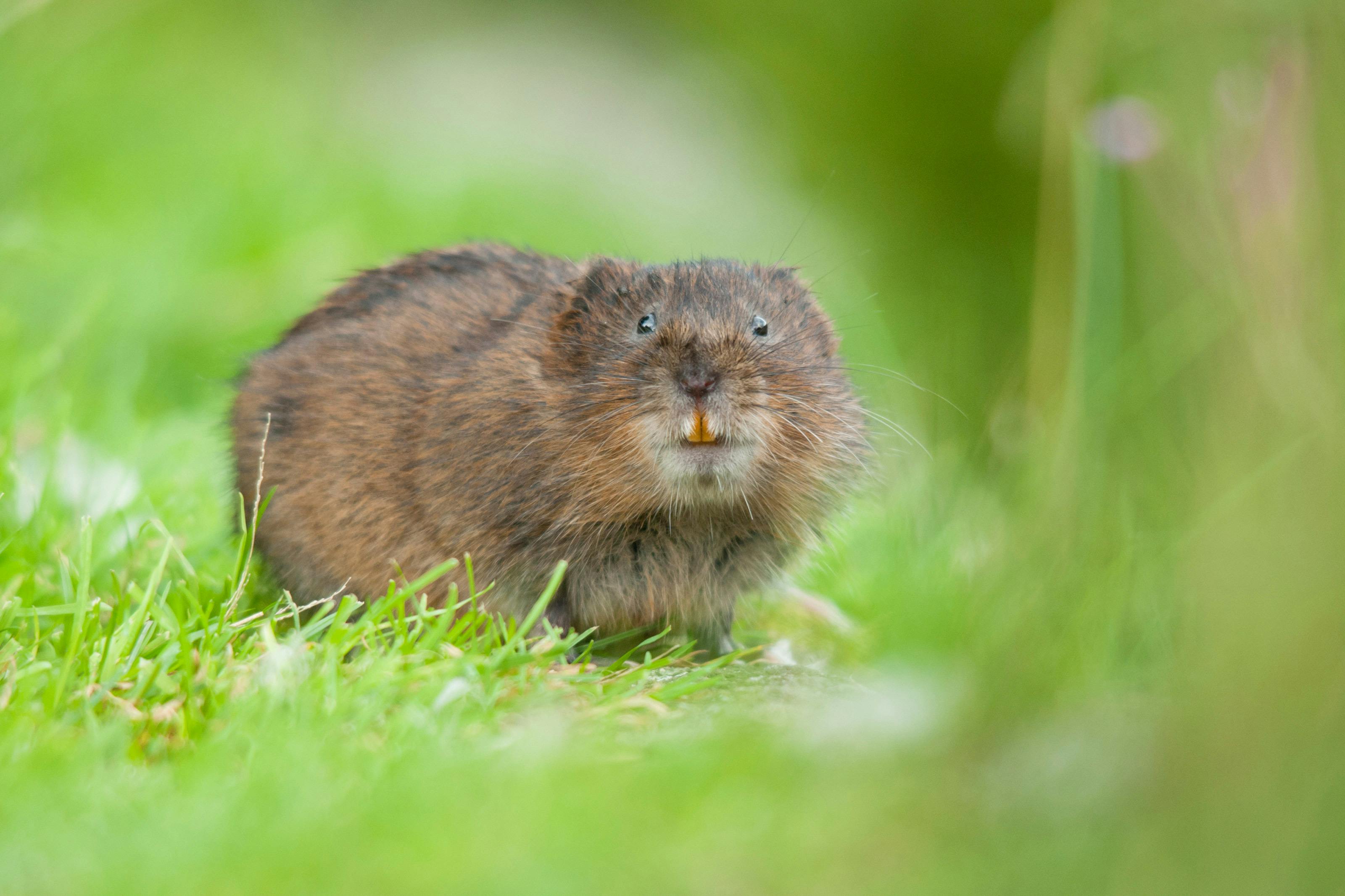 Water vole WS
