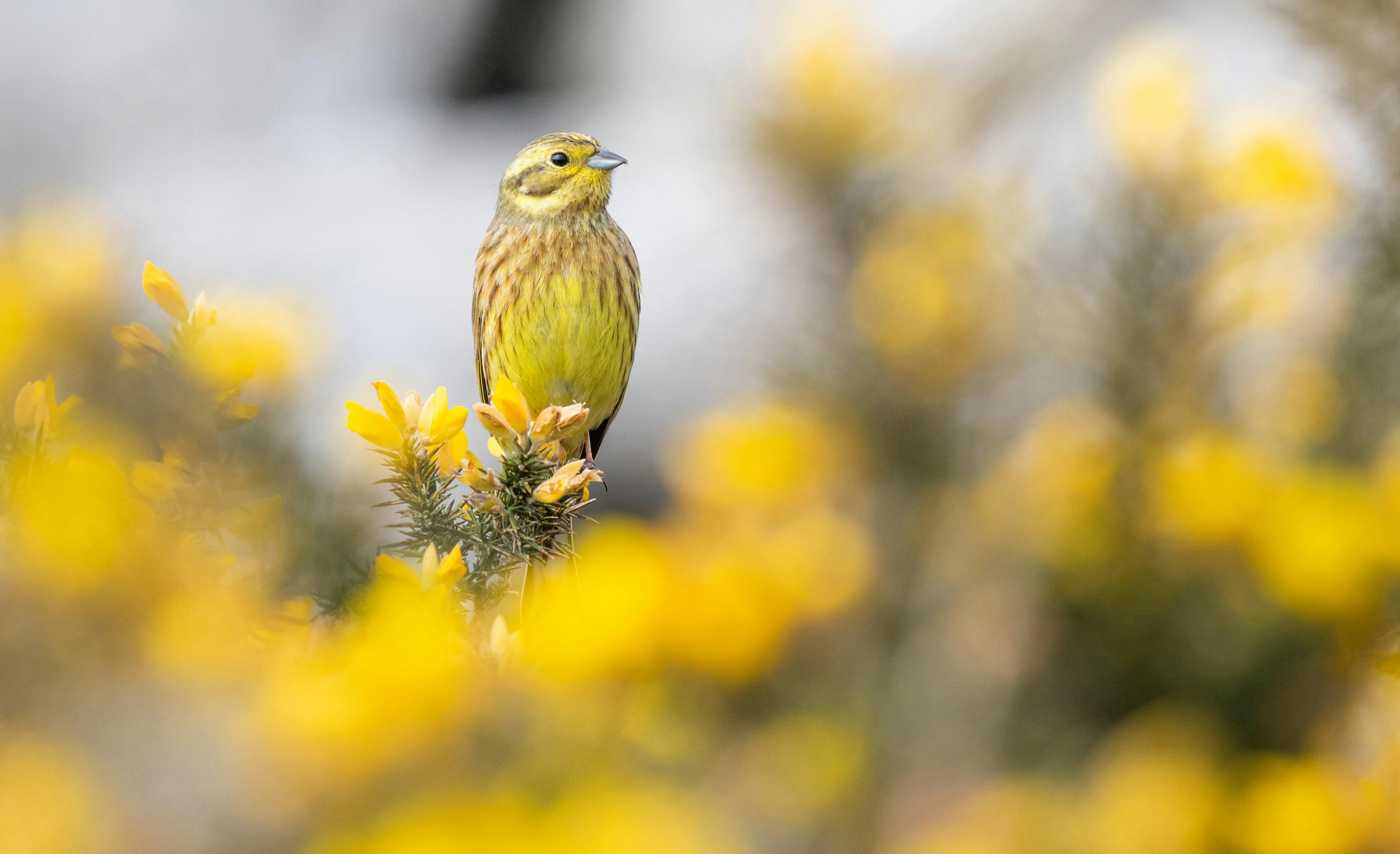 Yellowhammer BP