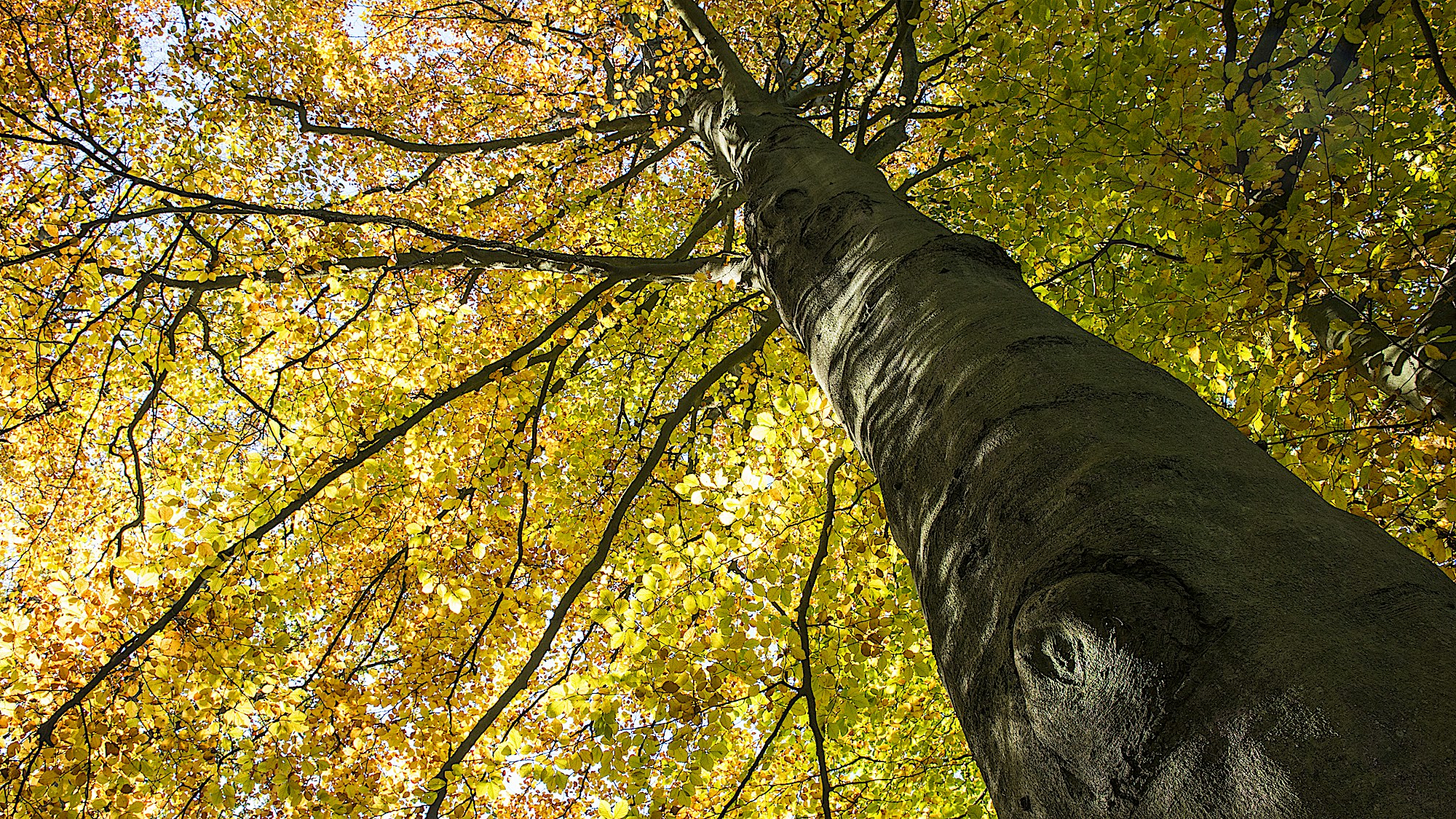 00007444 Beech tree in autumn James Warwick Wildscreen