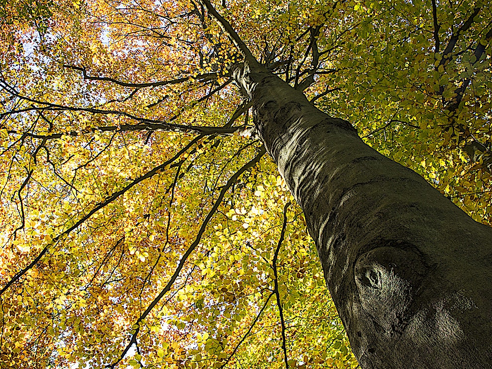 00007444 Beech tree in autumn James Warwick Wildscreen