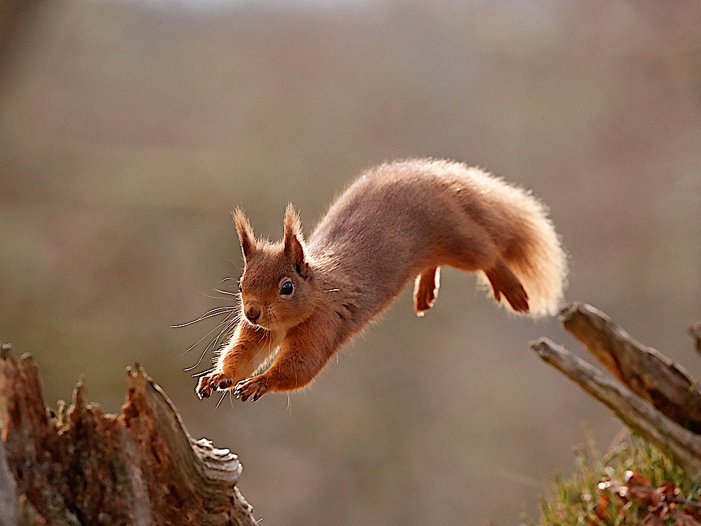 12steps Squirrel Neil Mc Intrye SBP