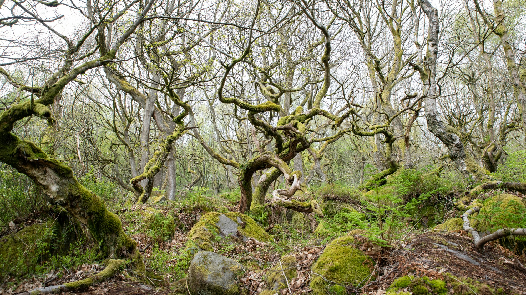 2021 05 2627 Sam Rose RB Peak District Padley Gorge s RGB 300dpi 2000px long 3805