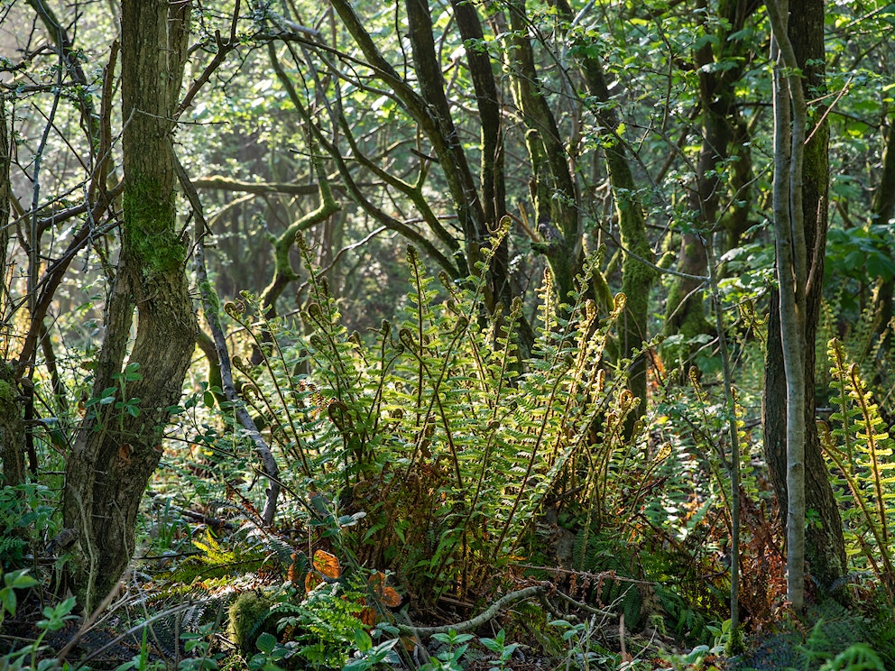 2021 05 2627 Sam Rose RB Peak District Thornhill s RGB 300dpi 2000px long 3845