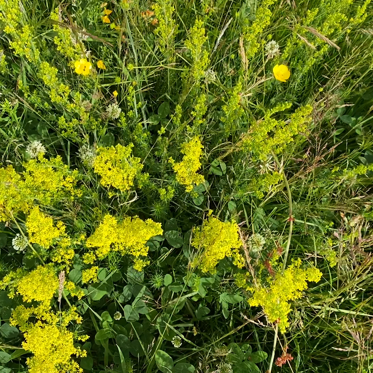4 sayefield flowers