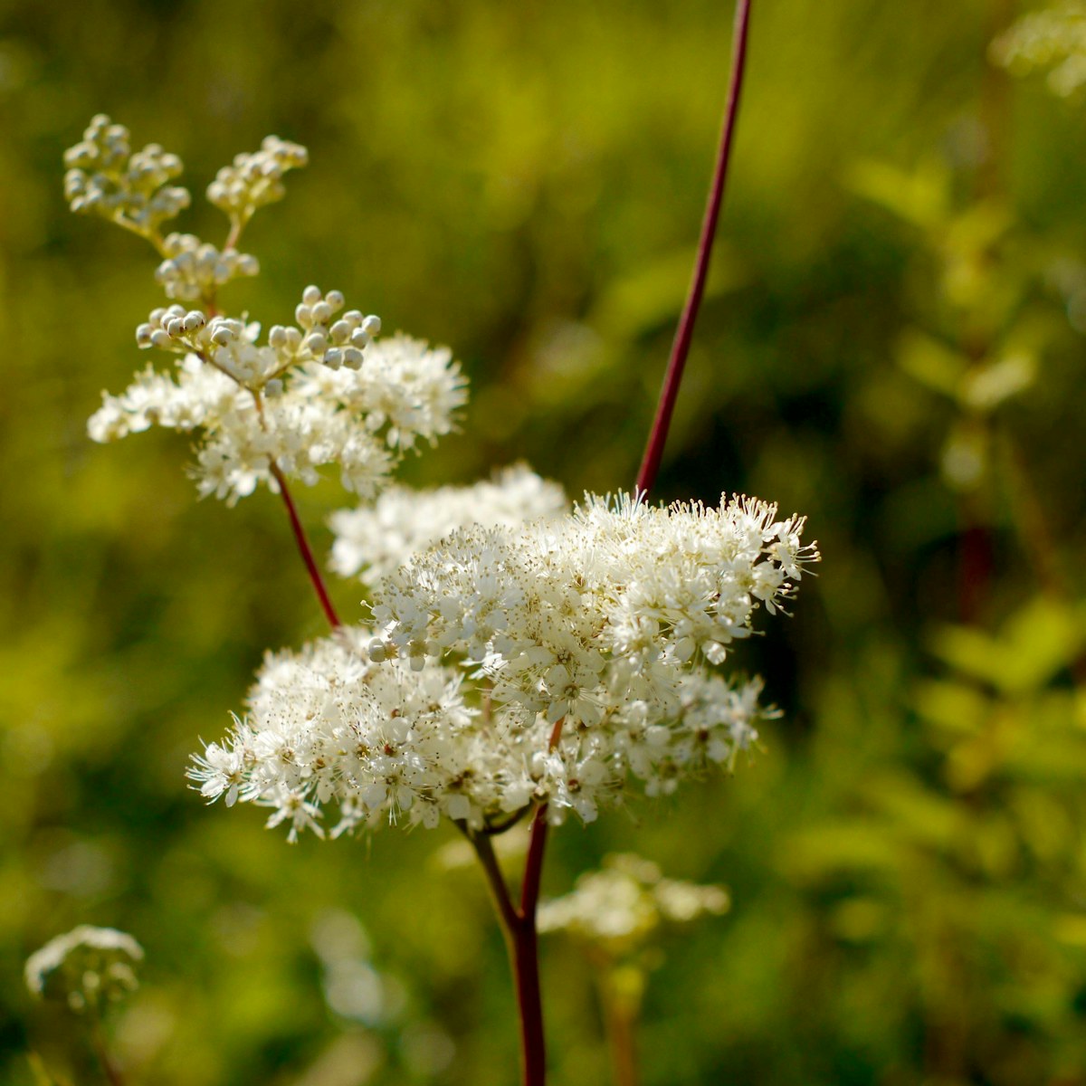 7 Meadow sweet