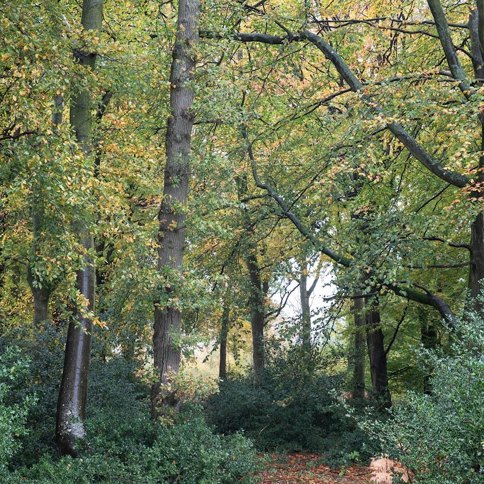 9 X2 A0541 Ewhurst Estate 1000x1500