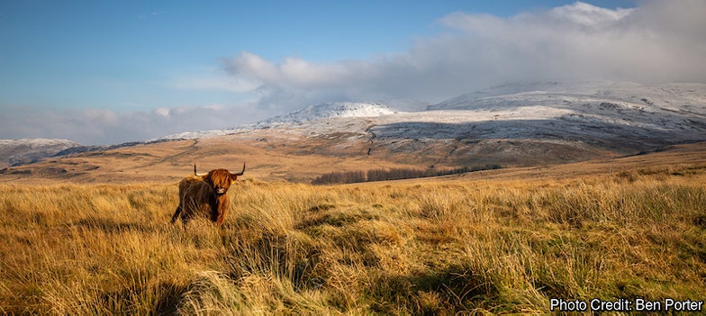 A highland cow in Pumlumon