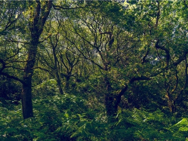 Ancient woodland in Bournmouth by Nick Fewings 9c826e7a408806c4ea6b40b0d37e4d42