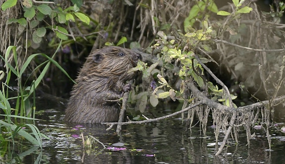 Beaver kit nibbling willow 96828a809ca06b6cd90987826c9b561a