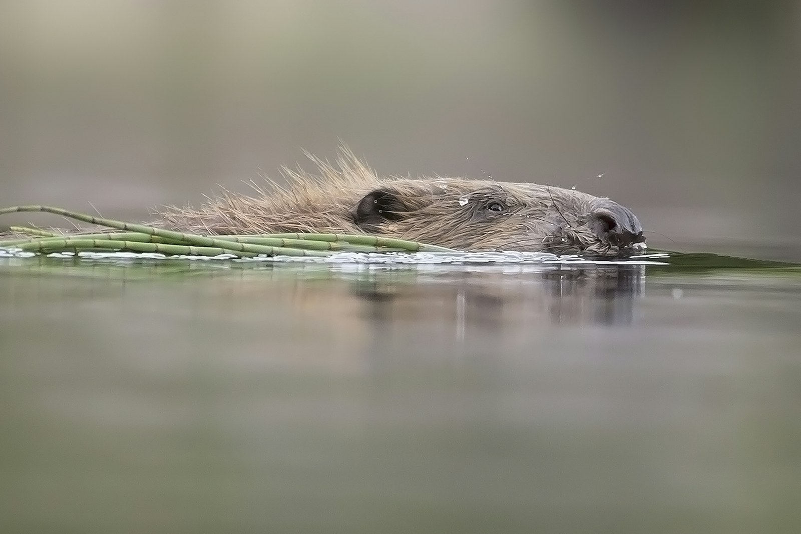 Beaver scotlandbigpicture com