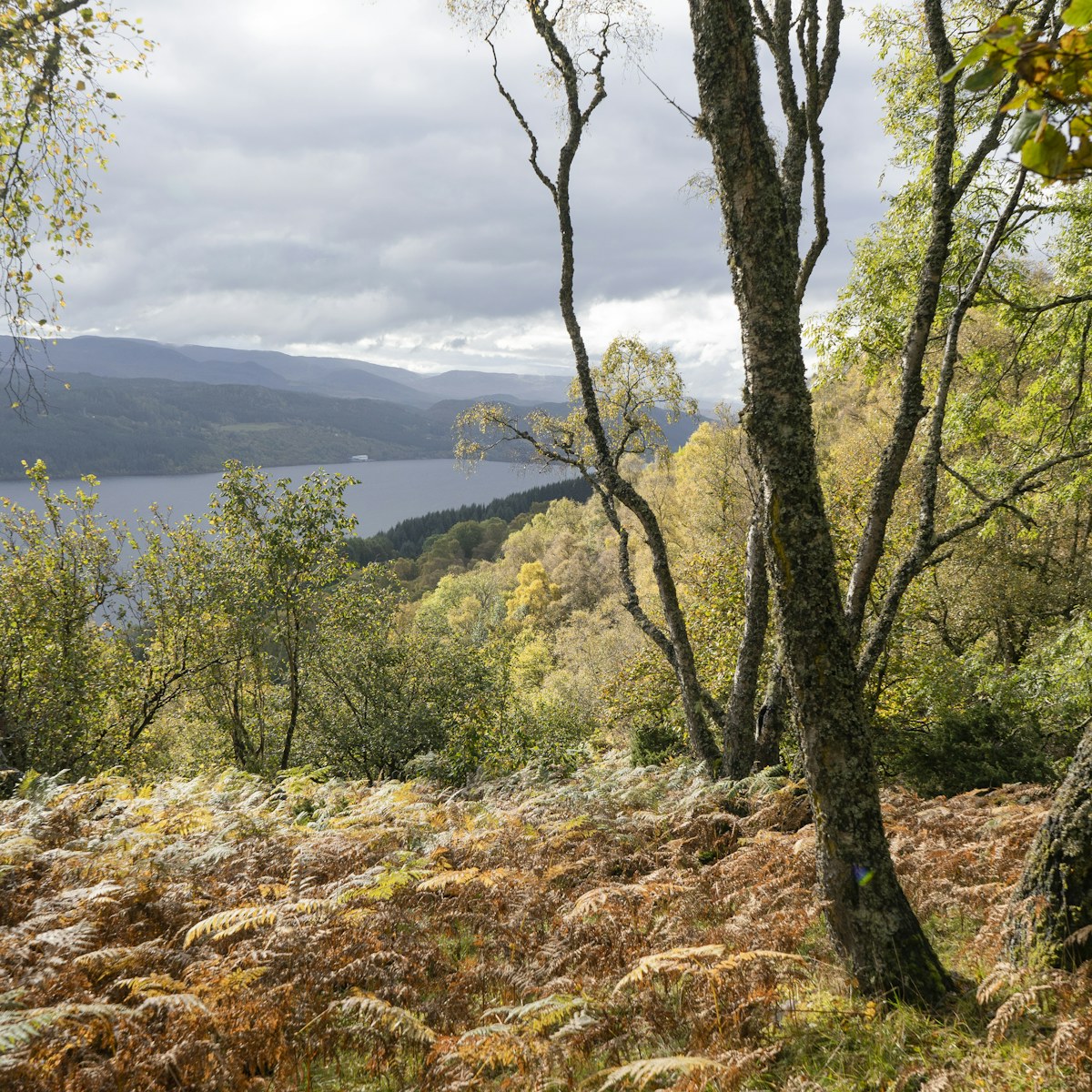 Birch Woodland