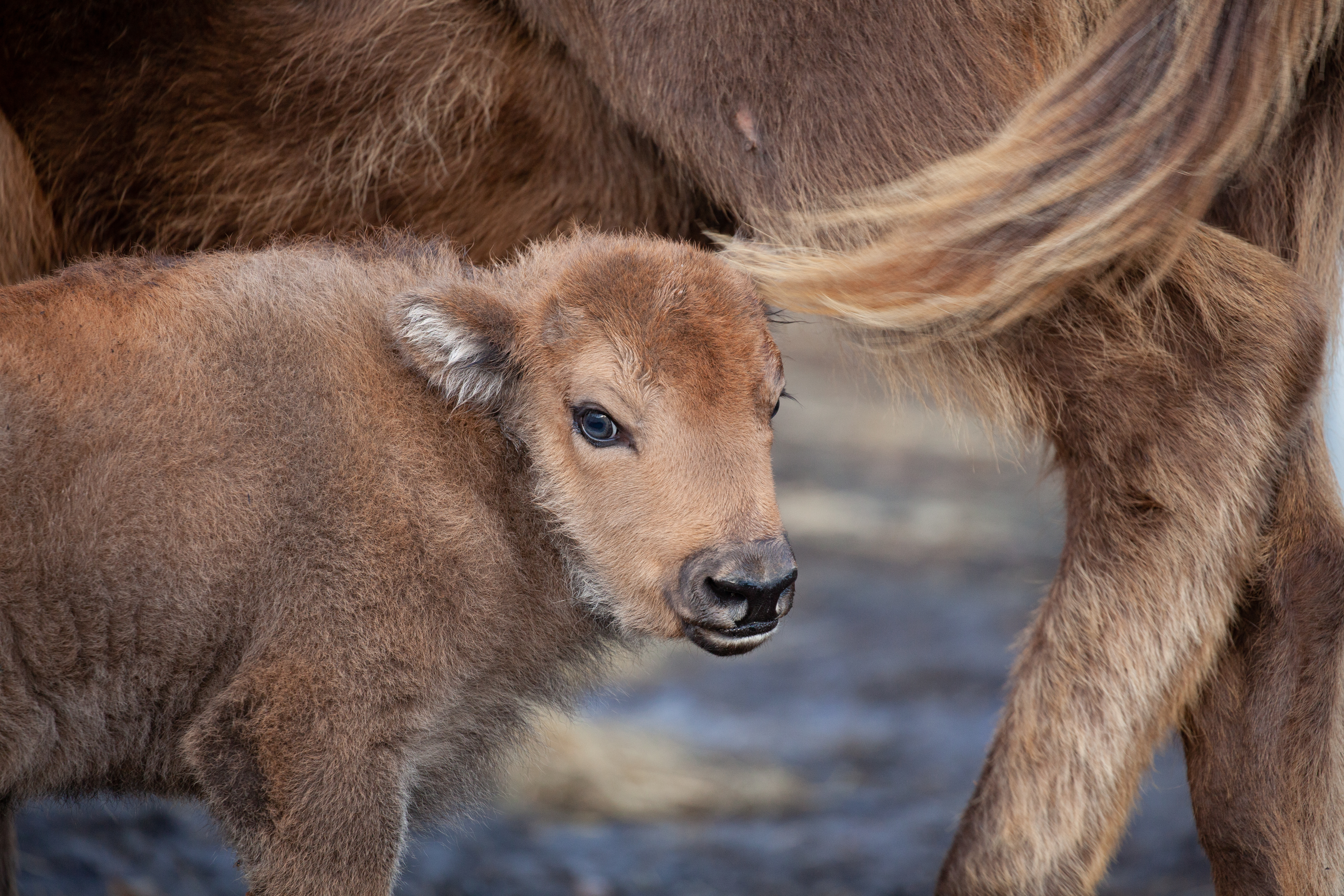 2022 Rewilding success stories Rewilding Britain