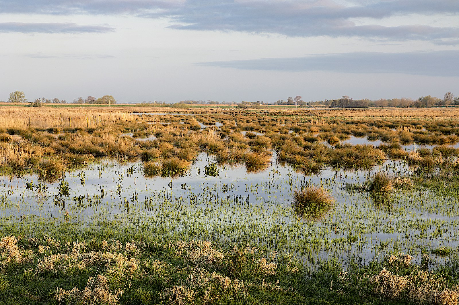 Credit: Wicken Fen, Justin Minns