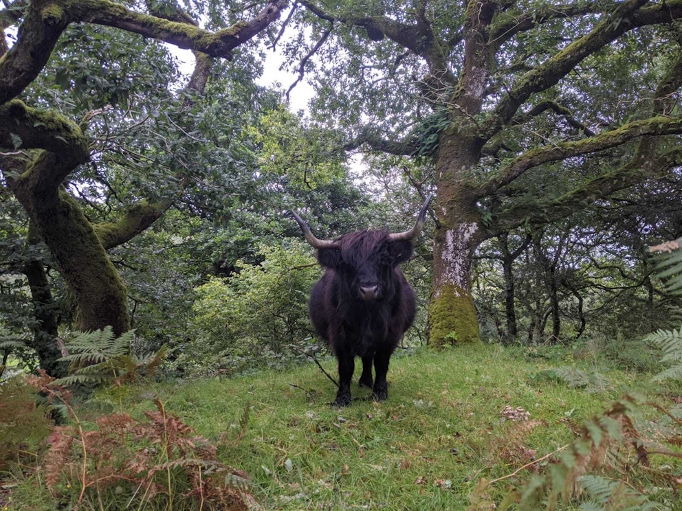 Cattle in woodland 26 08 20