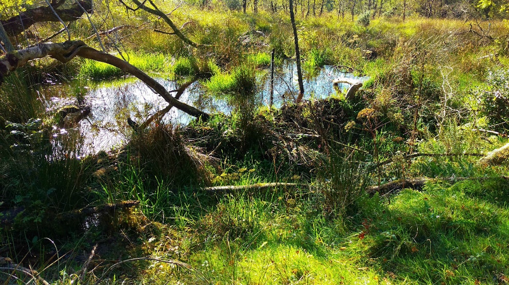 Devon Beaver Enclosure