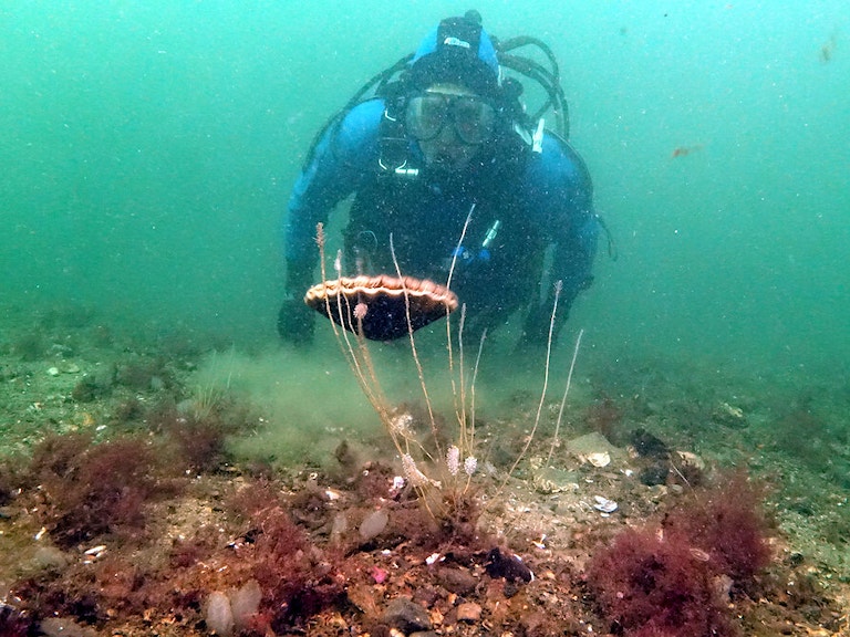 Diver Scallop copyright Howard Wood COAST 1