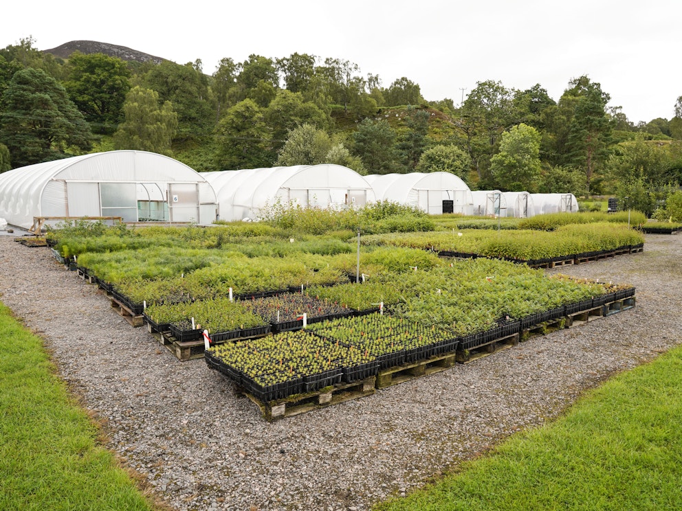 Dundreggan Nursery c Chris Aldridge