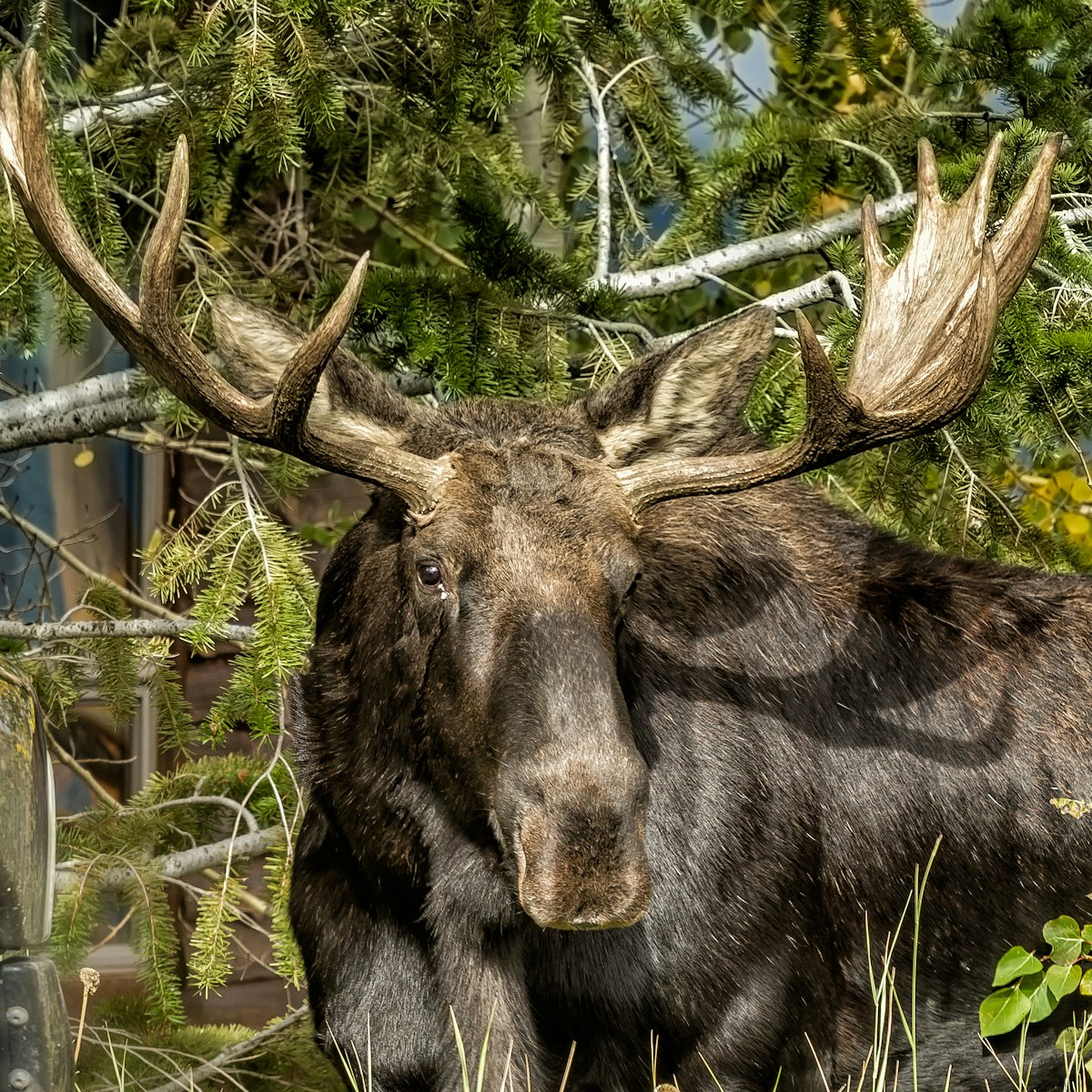 Elk portrait WS