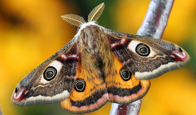 Emporer Moth 1e70c6531e713faba4fa40bacc01ce03