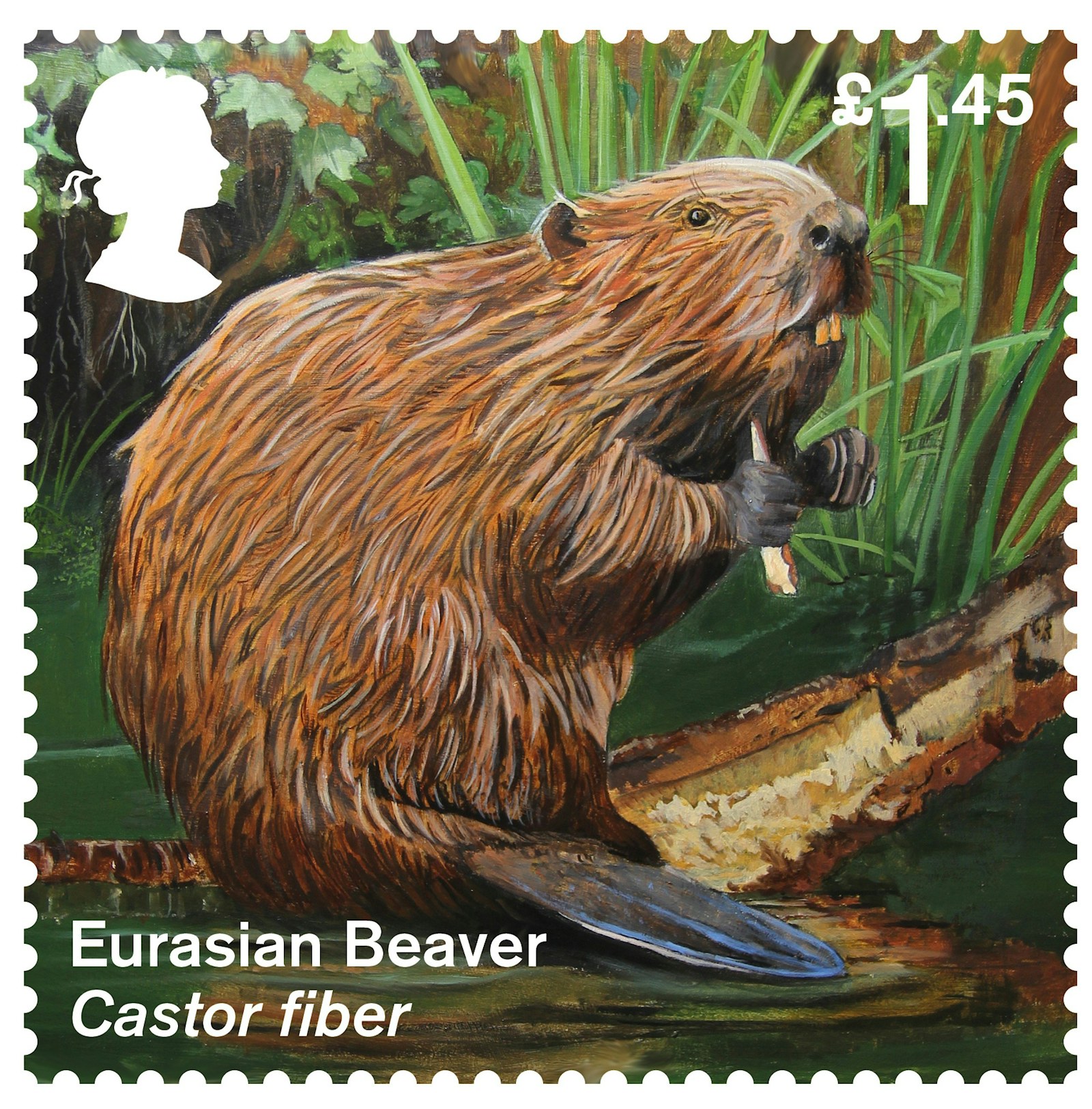 Eurasian Beaver Stamp