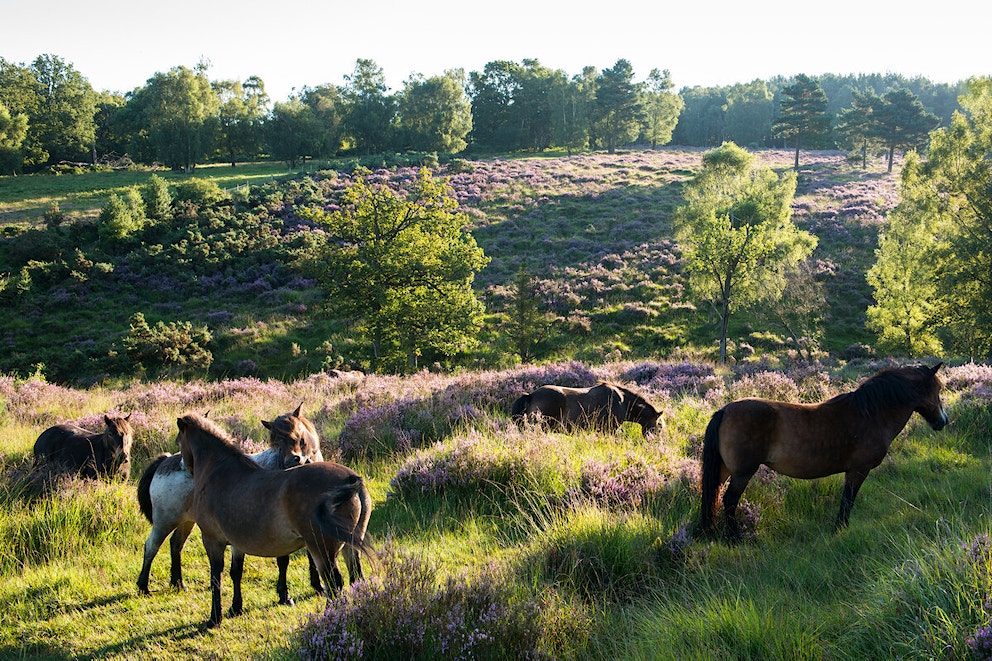 Exmoor ponies at dawn