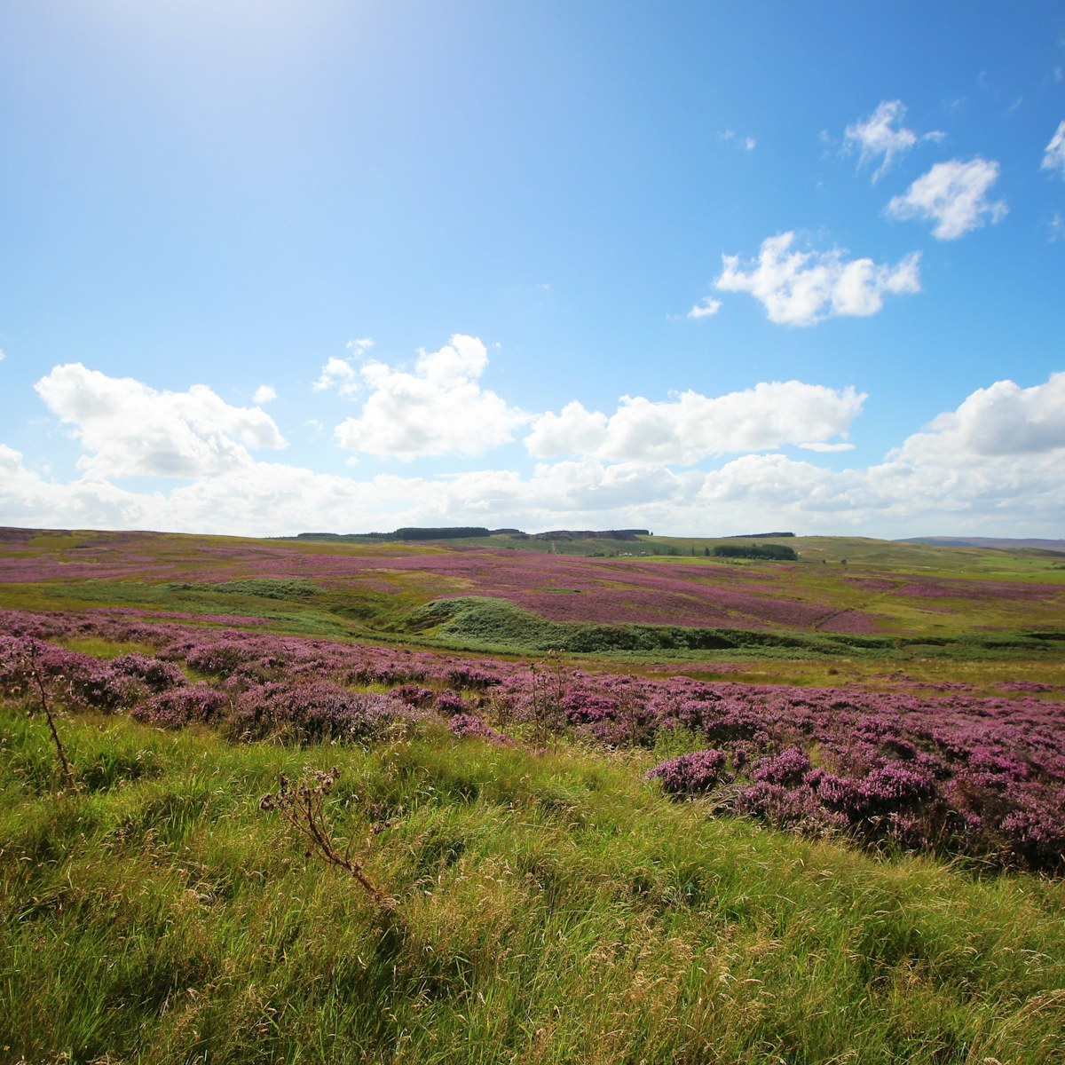 Flowering Heather Alice Mc Court