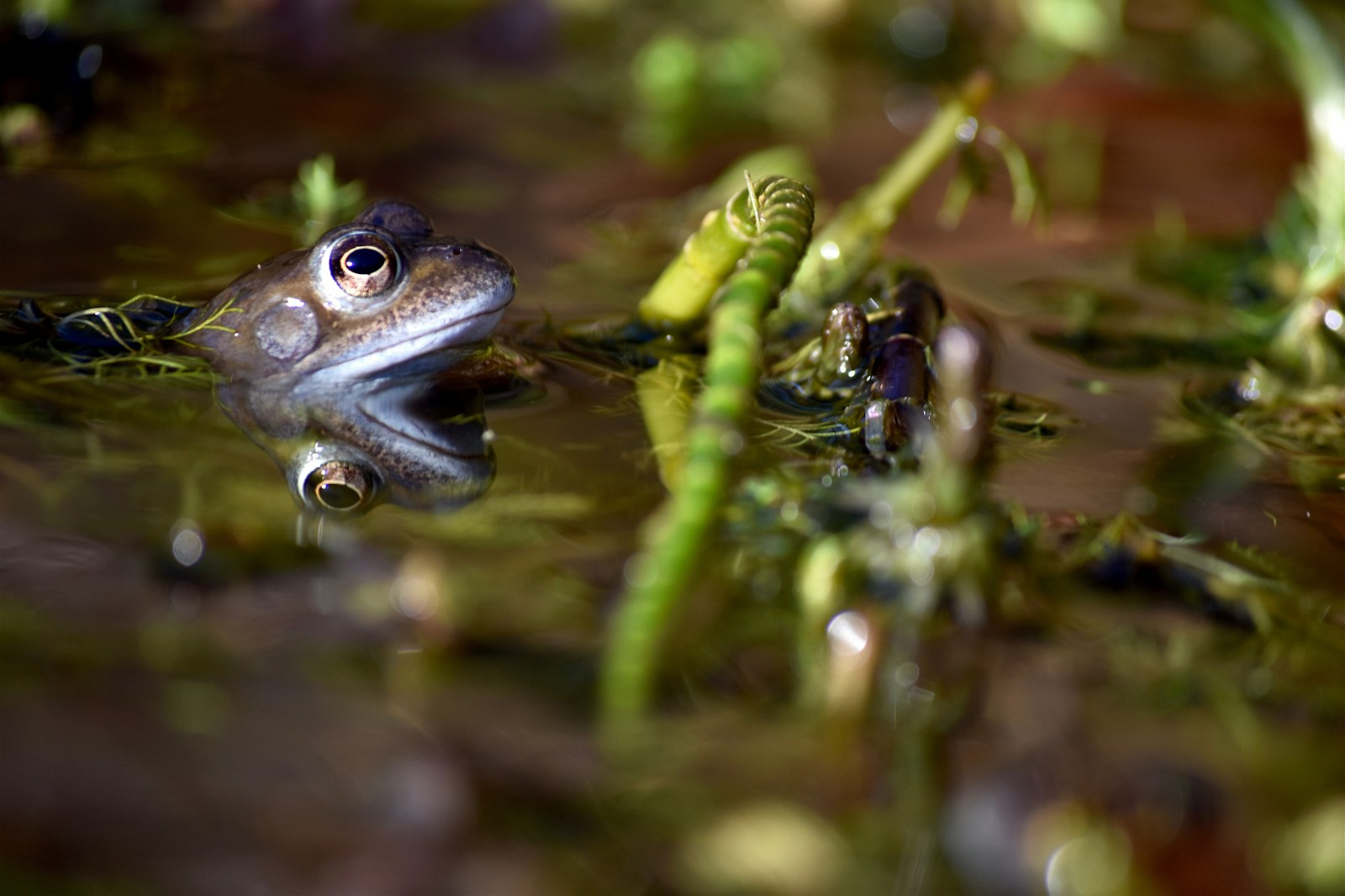 Frog Derbyshire Izzy Bunting