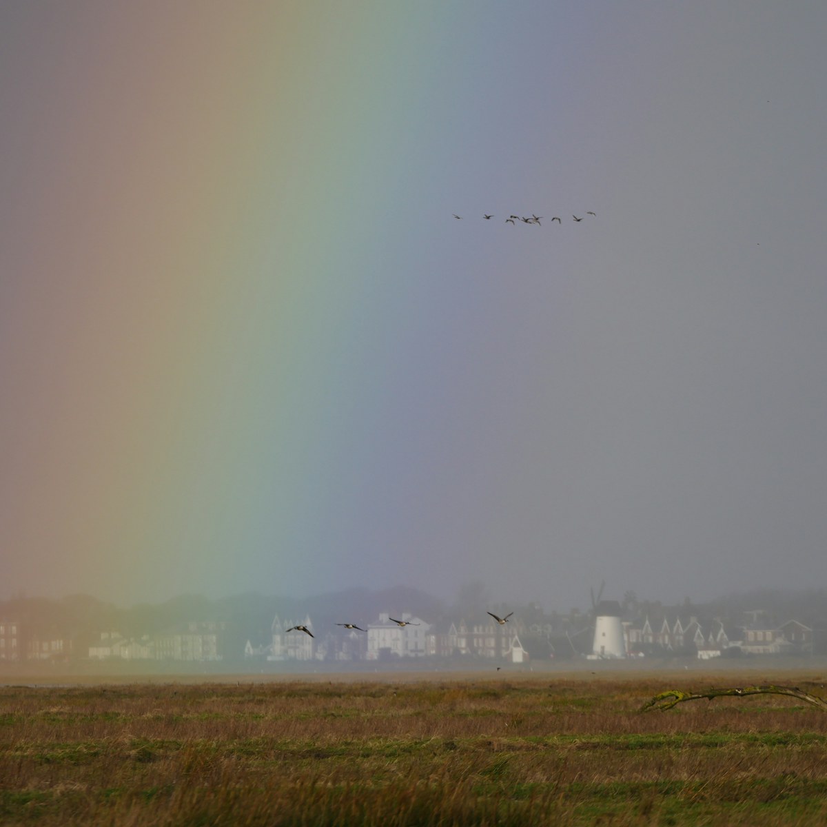 Geese over outer marsh lytham windmill