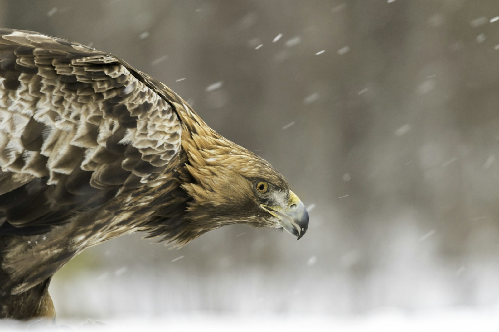 Golden eagle aquila chrysaeto