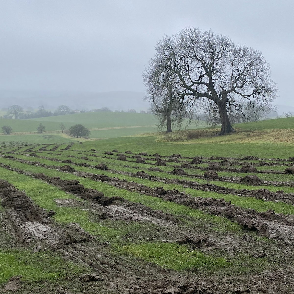 Ground preparation underway for large scale tree planting