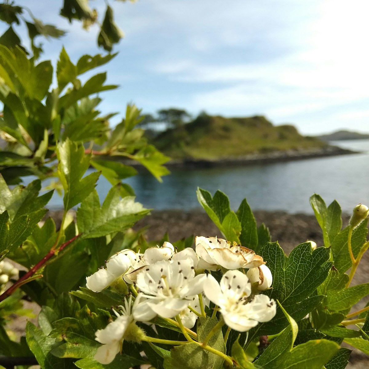 Hawthorn