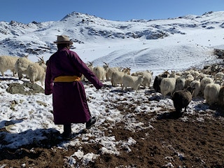 Herder Mongolia 500x375