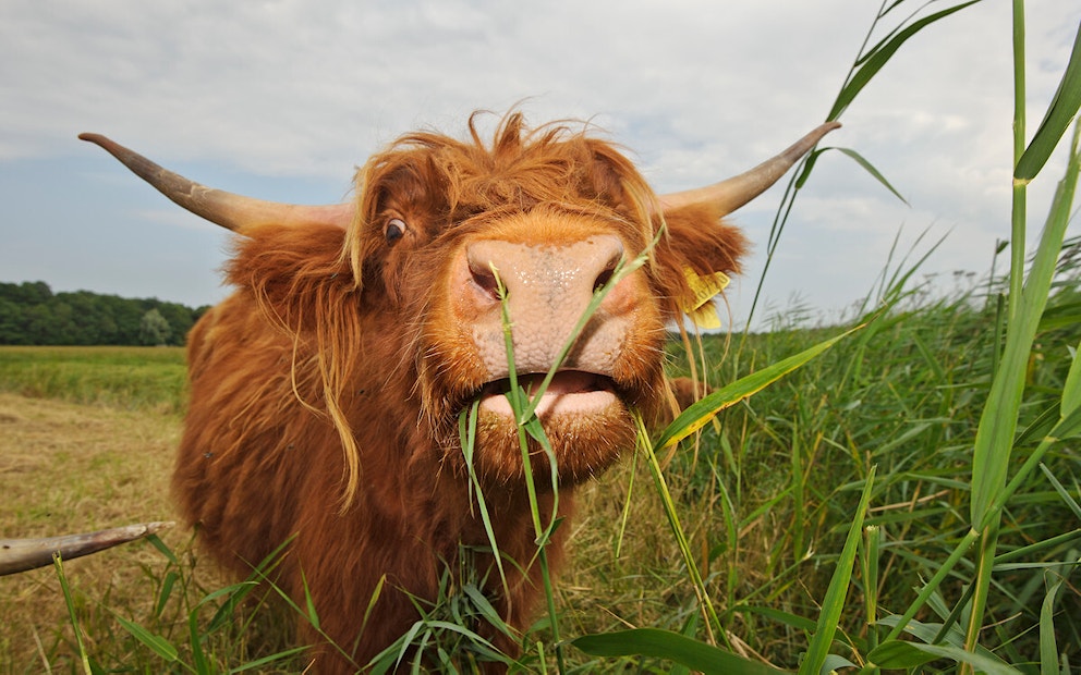 Highland cow in grass