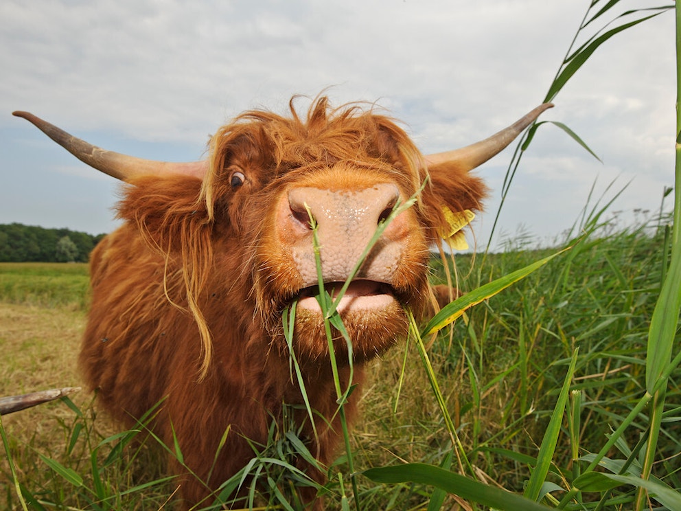 Highland cow in grass