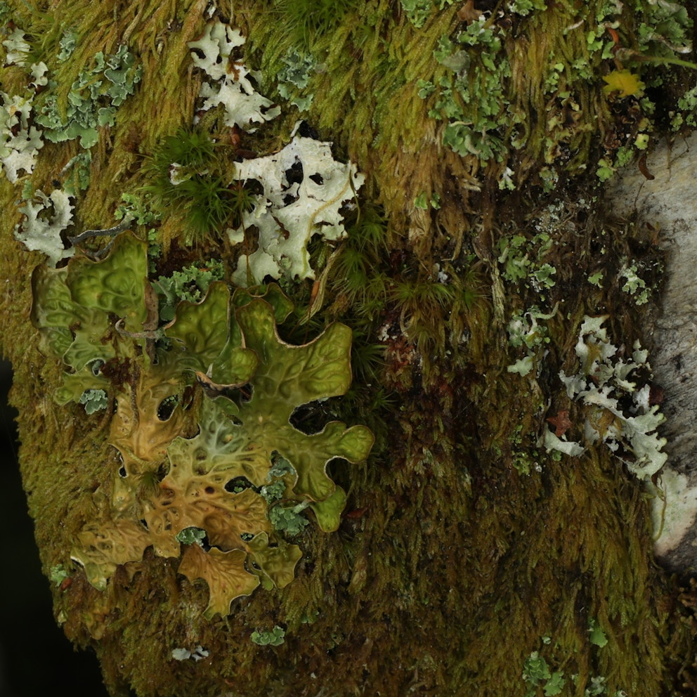 IMG 0124 Tree lungwort Lobaria pulmonaria on the moss covered trunk of a rowan Sorbus aucuparia Birchfield near Whitebridge ALAN WATSON FEATHERSTONE