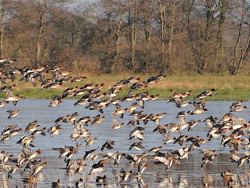 Ins outs of wetlands