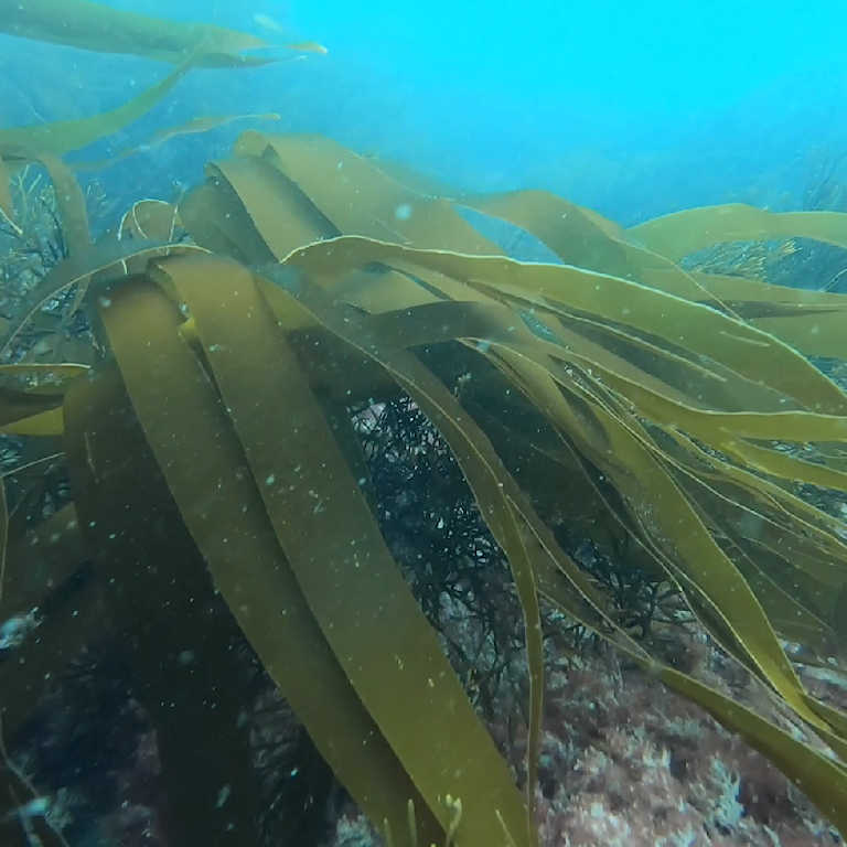 Kelp Pullar 1