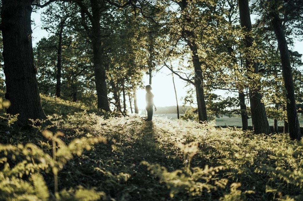 Leicester Woodland by Nirmal Rajendharkumar via Unsplash