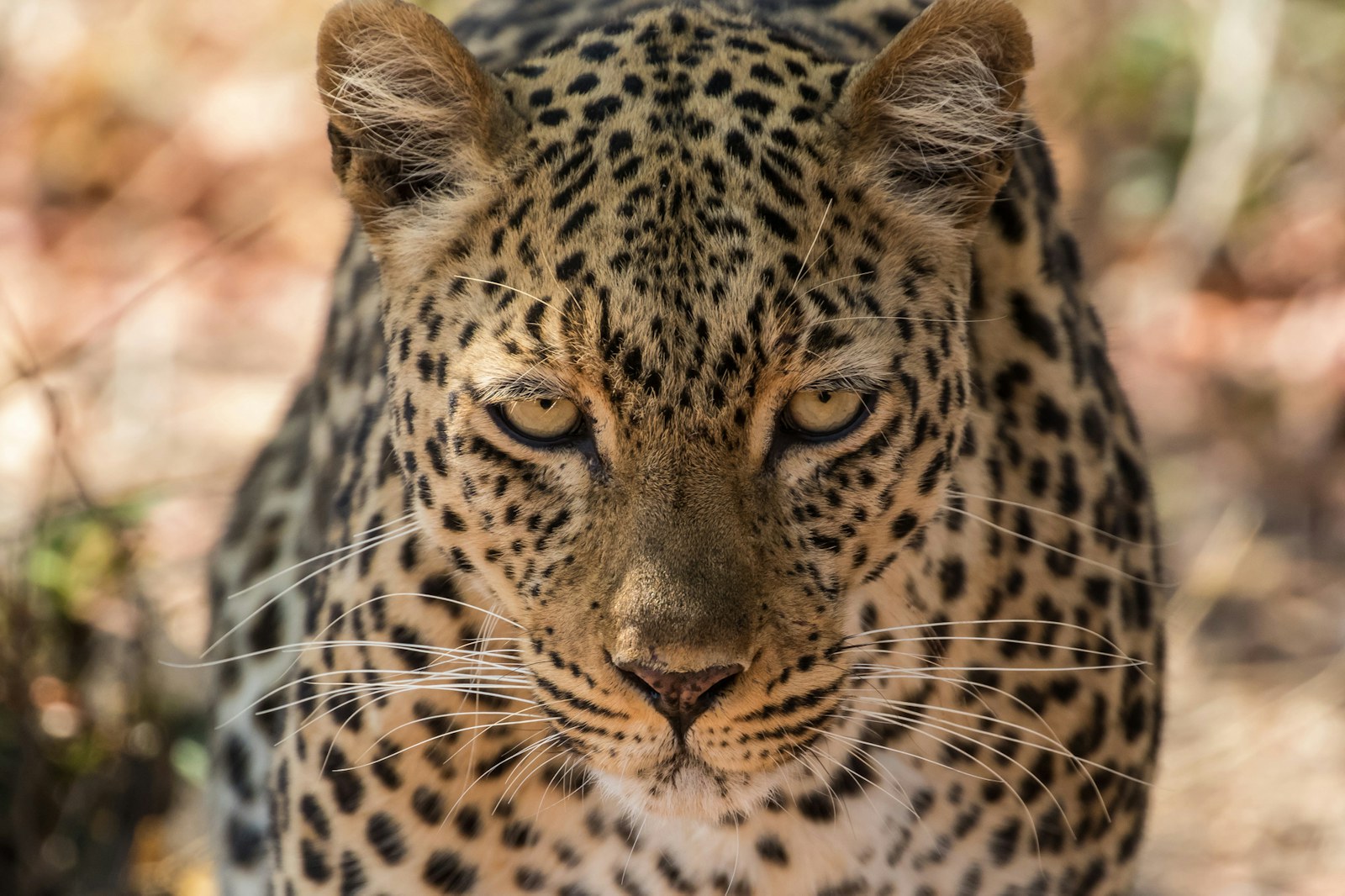 Leopard SS 351381623