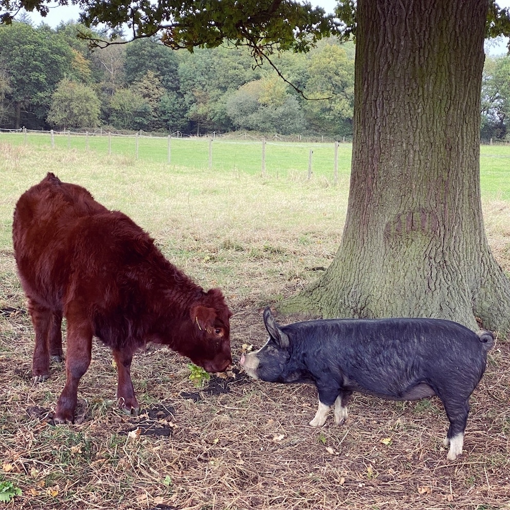 Lincoln Red calf and Berkshire pig meet under a Doddington Oak tree