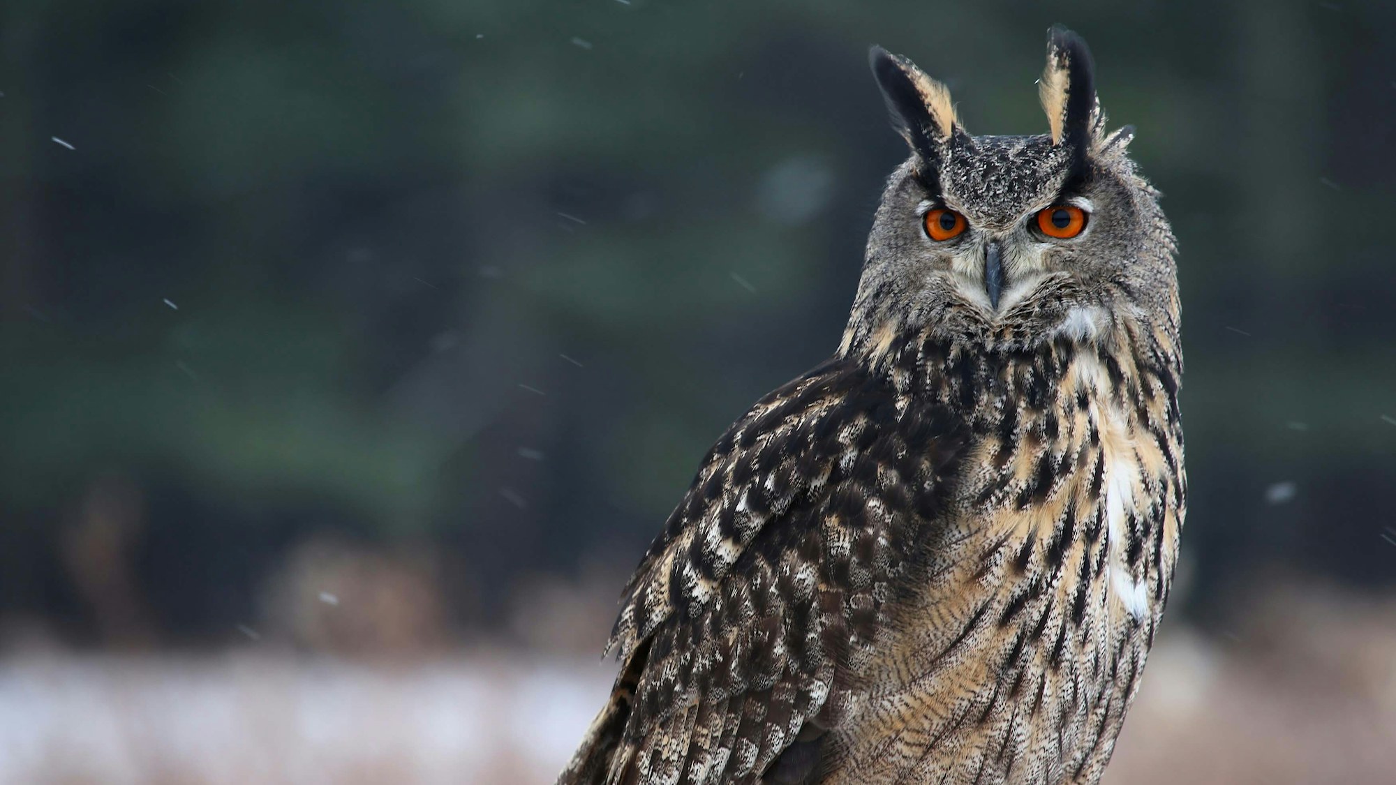 Long eared owl