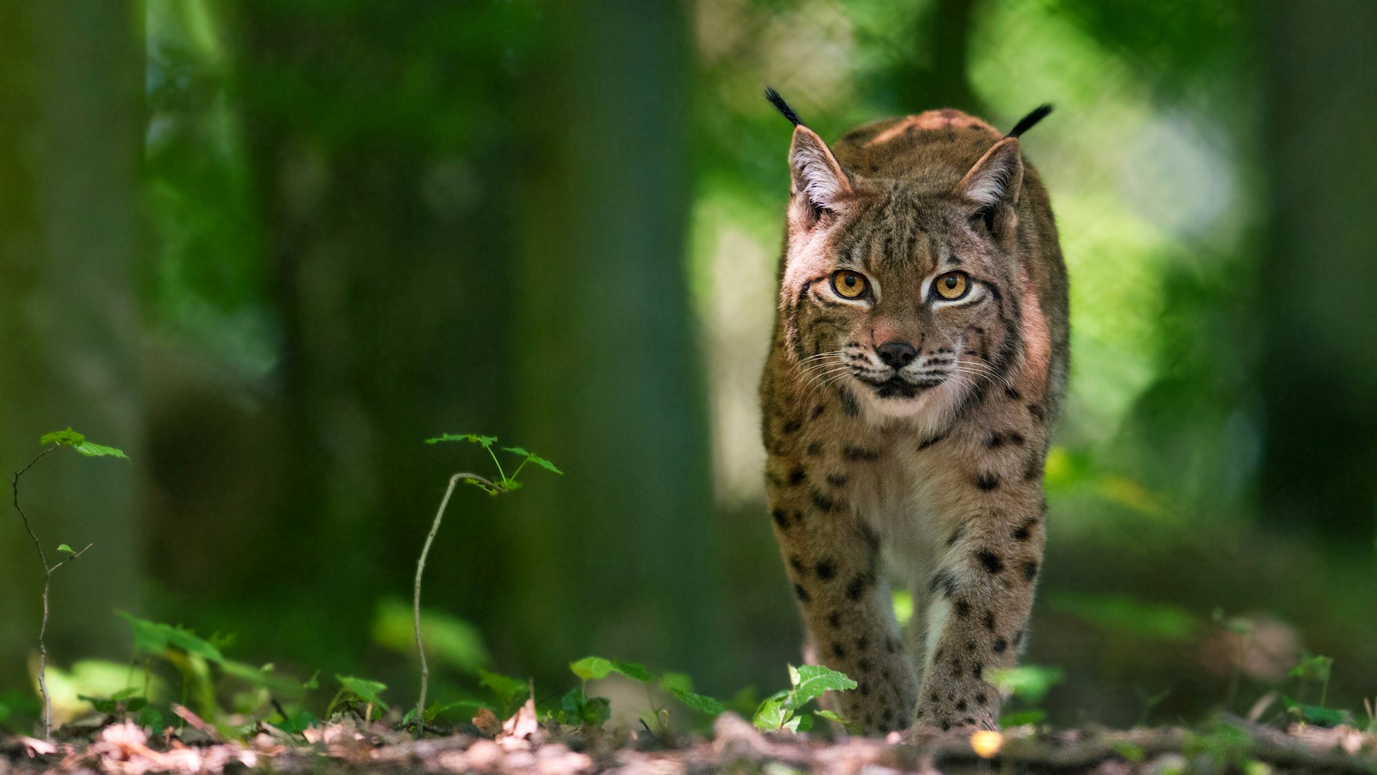 Lynx reintroduction & conservation | Rewilding Britain