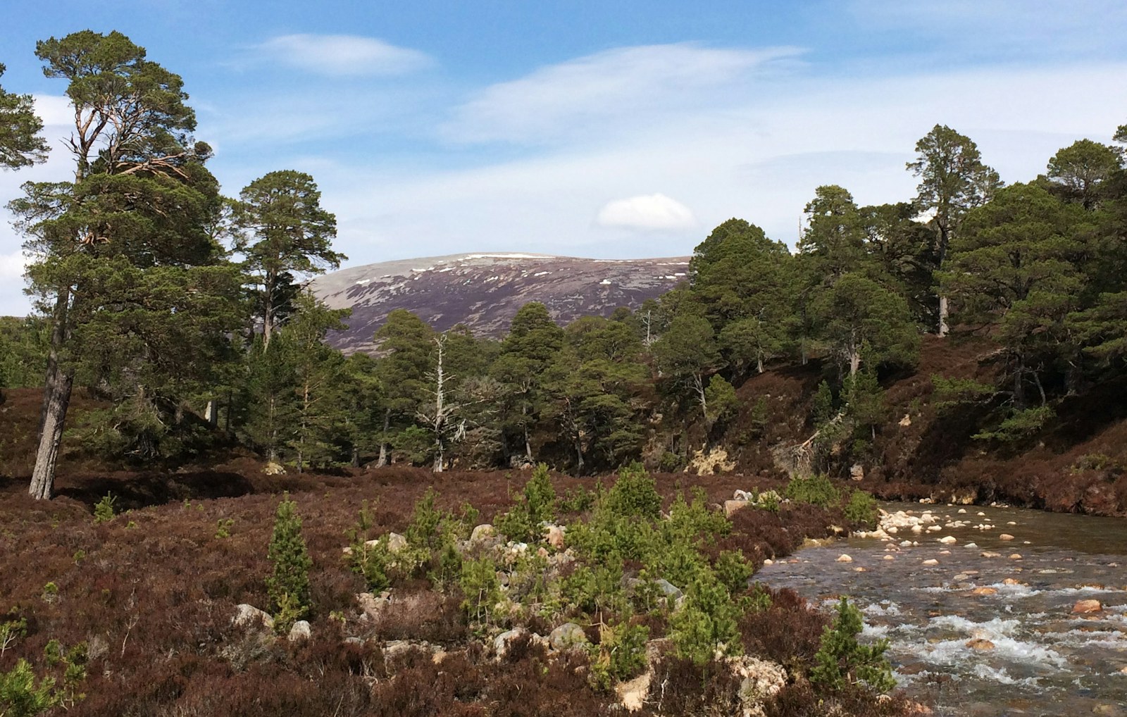 Mar Lodge naturalregen Susan Wright