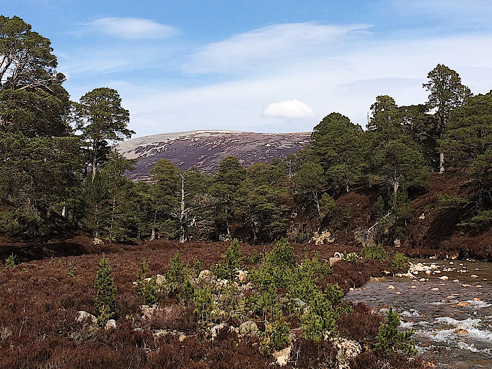 Mar Lodge naturalregen Susan Wright