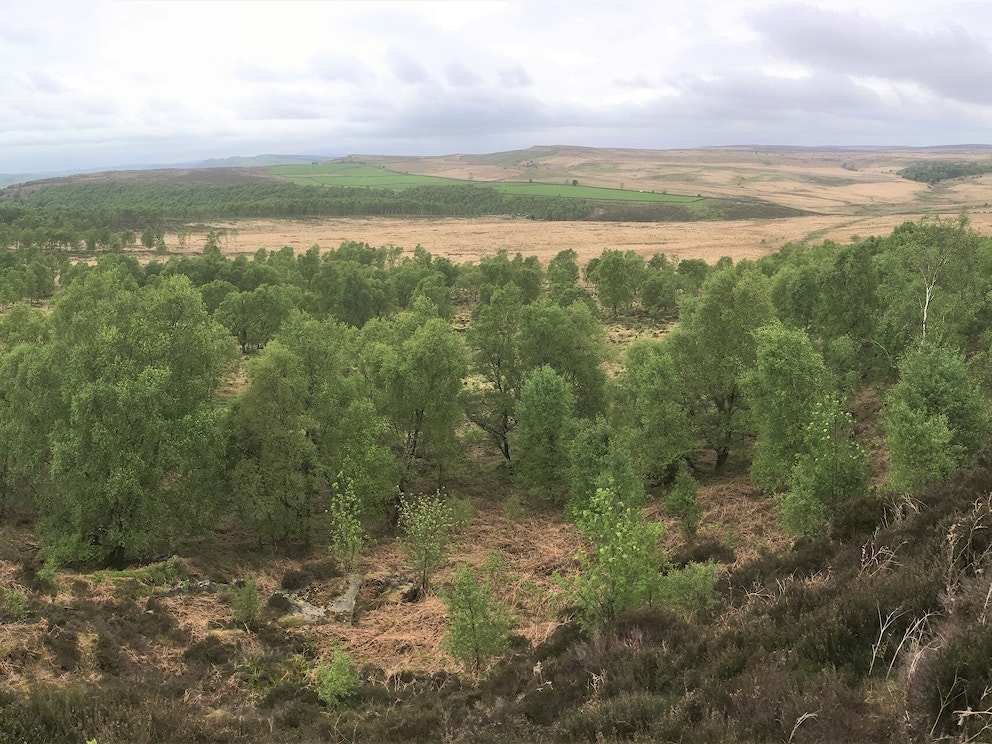 Natural regeneration at Eastern Moors Derbyshire copyright Alastair Driver Rewilding Britain
