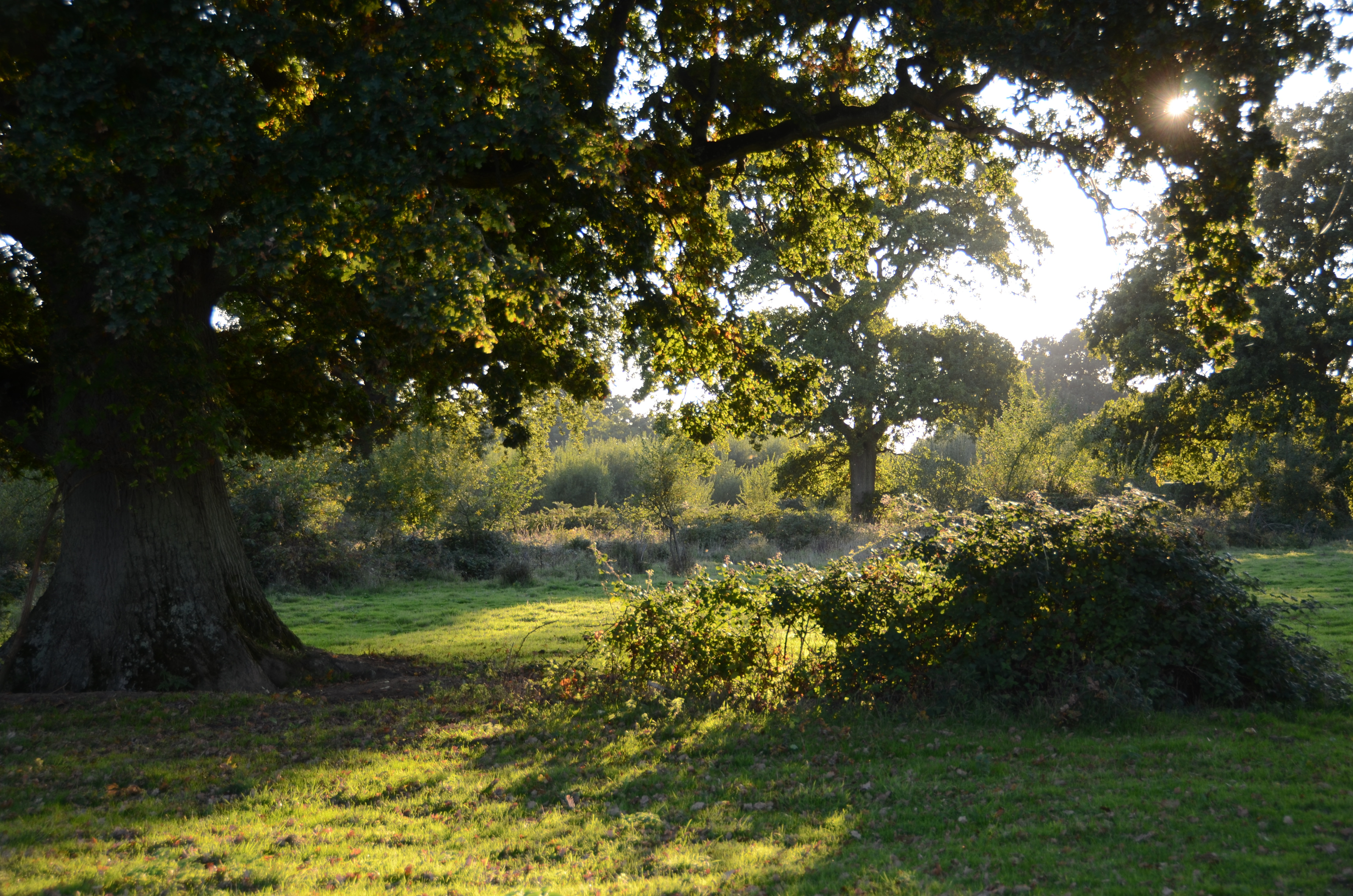 Knepp Castle Estate | Rewilding Britain