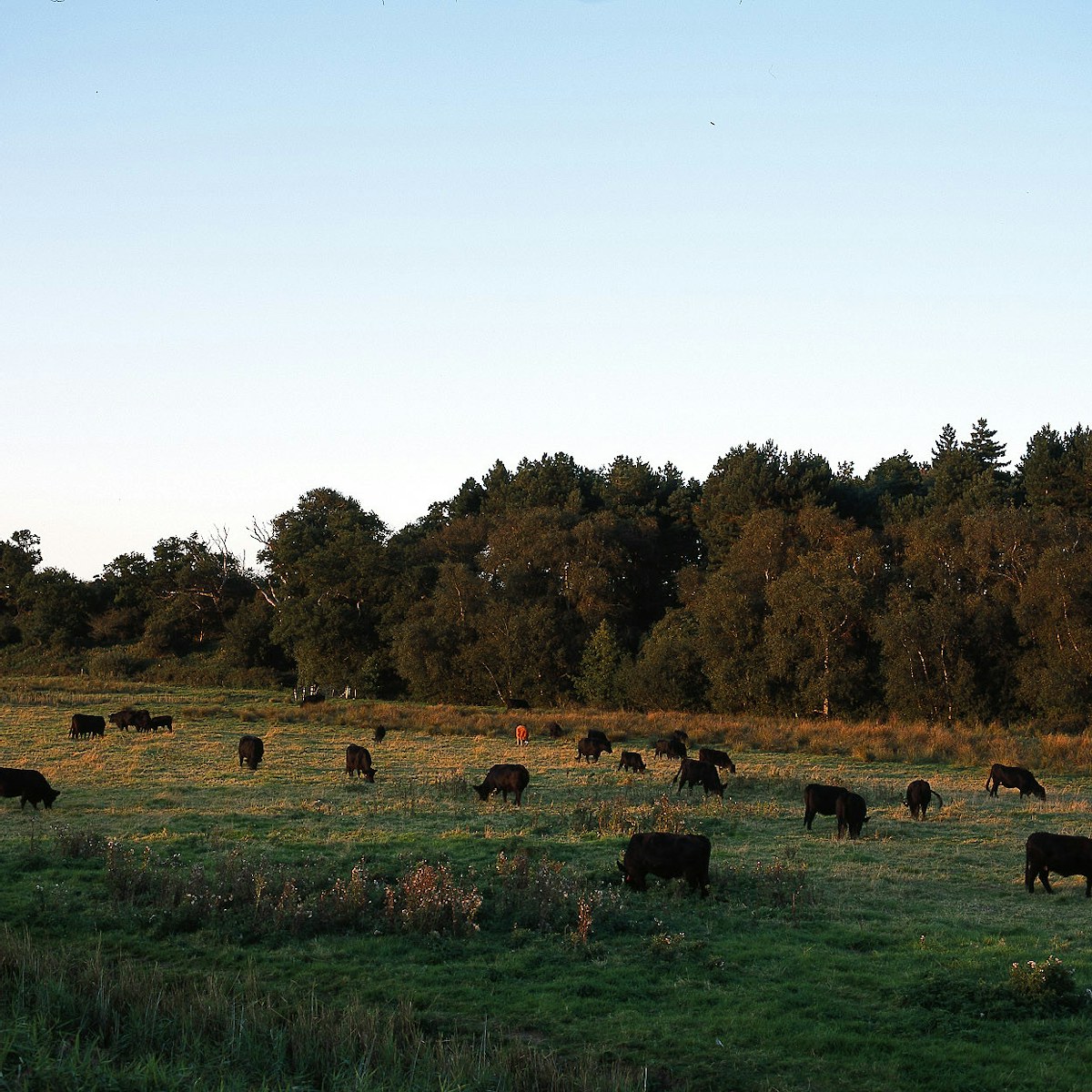 Credit: Wild Somerleyton