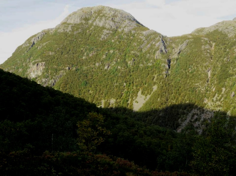 Norway birch aspen openscree