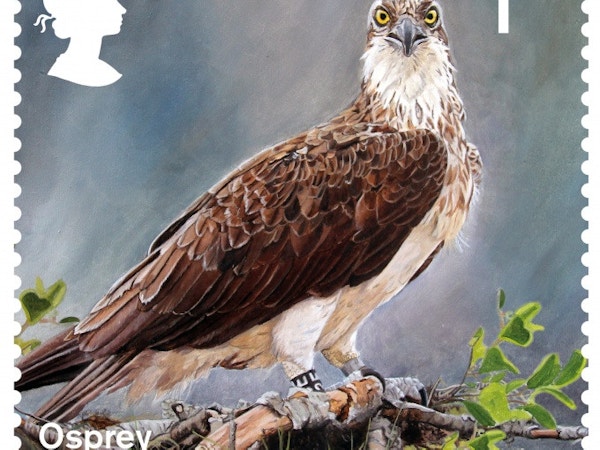 Osprey Stamp dba9393422c1145773228f624f21ab90