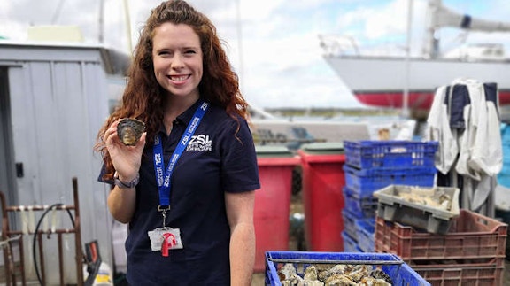 Oyster restoration ZSL